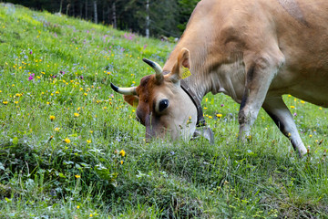 Kuh auf der Weide 2