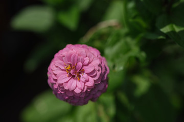 common peony in center left top down