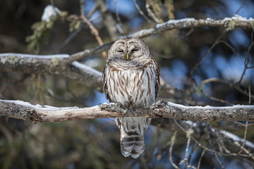 Barred Owl