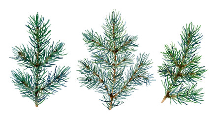 Obraz premium Set of green spruce branches hand drawn in watercolor isolated on a white background. Design elements for patterns, Christmas wreathes, garlands and frames in floral style. 