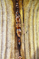Gloeophyllum abietinum on construction wood