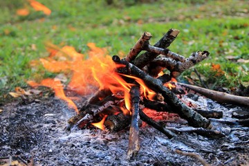Bonfire in the autumn forest. Tongues of flame, burning dry branches. Close up.