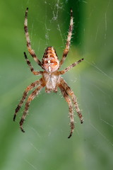 Spinne im Netz