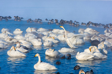 Whooper swans swimming in the lake, Altai, Russia