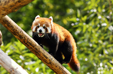 red panda clinbing high