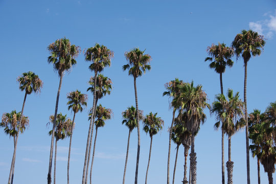 California fan palm trees at the Santa Barbara beach under a blue summer sky
