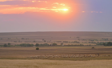 Obraz premium Sheep On Field In Warm Sunset
