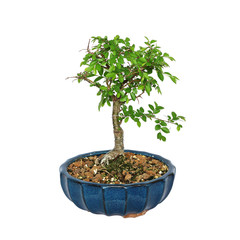 Ulmus parvifolia bonsai on white background