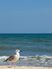  seagull standing on the sea beach on the background of sea waves