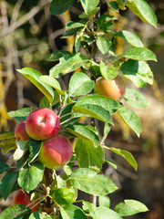  branch with ripe, beautiful red-green apples