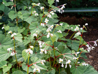 Begonia grandis 'Alba' - Begonia vivace de Madame Evans au magnifique fleurettes roses et blanches...