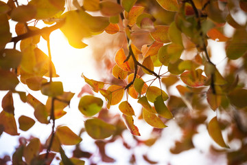 Fototapeta na wymiar background of pear branches in the autumn