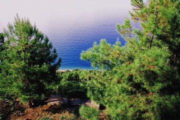Fototapeta na wymiar Top view of the Mediterranean pines and the Black Sea from the coast of Abkhazia at an altitude of 330 meters at sea level on a sunny day