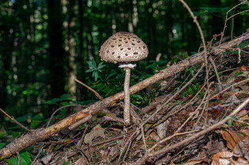 Macrolepiota procera, the parasol mushroom, is a basidiomycete fungus with a large, prominent fruiting body resembling a parasol.
