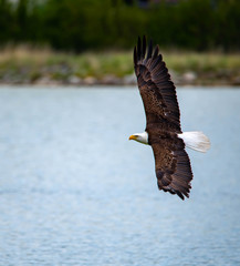 bald eagle in flight © shawn