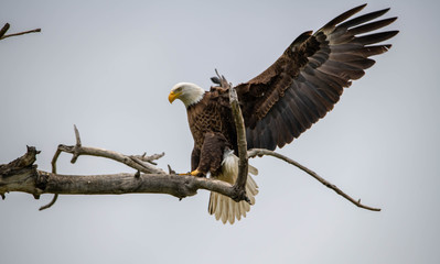 bird of prey © shawn