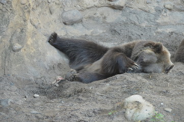 Grizzly bear resting in the dirt