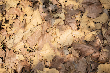 Fallen dried leaves on the ground at autumn