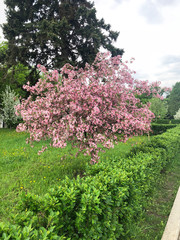 Pink rose flowers tree blooming in spring