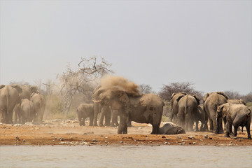 Elephant herds at the waterhole - Namibia Africa