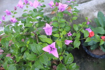 flowers in the garden
