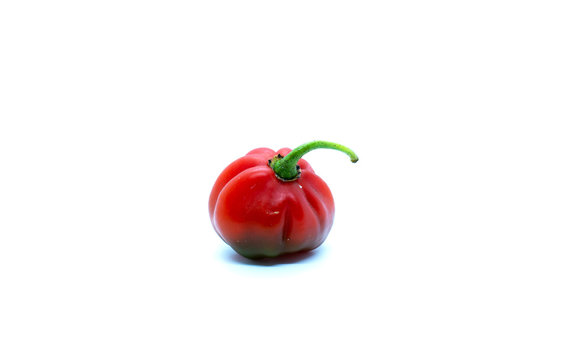 Rocoto pepper