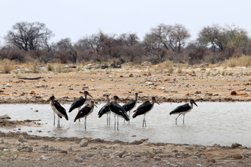 Naklejka na ściany i meble Marabou storks (Leptoptilos crumeniferus) at the waterhole - Namibia Africa