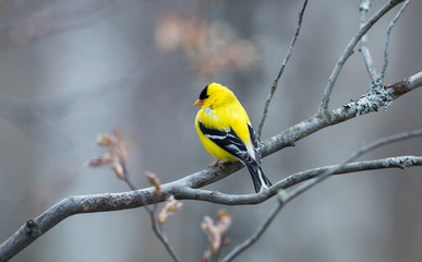 American Goldfinch 