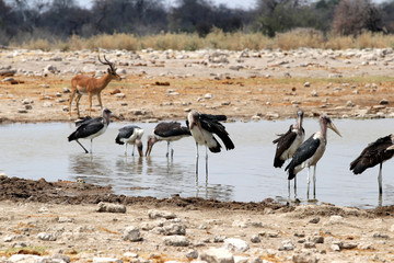 Marabou storks (Leptoptilos crumeniferus) at the waterhole - Namibia Africa