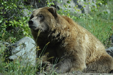 Grizzly bear in the outdoors