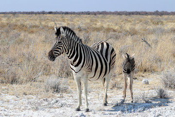 Fototapeta na wymiar Zebra with baby - Namibia Africa