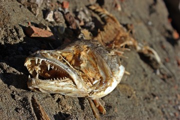 Blick in das Maul eines toten Hechtes (Esox lucius)