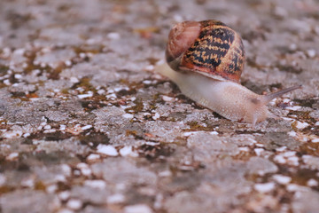 Snail