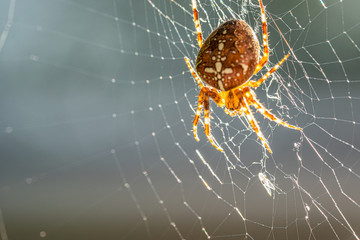 a large cross spider sits in her spider's web and lurks for prey