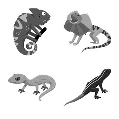 Vector design of wild and exotic icon. Collection of wild and fauna stock vector illustration.