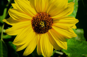 Close-up of a young sunflower with a bee in motion.