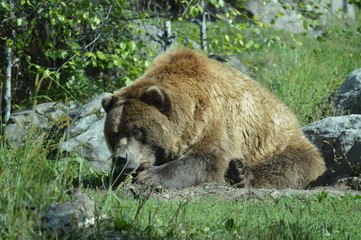 Fototapeta premium Grizzly bear in the outdoors