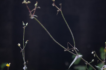 flowers on black background