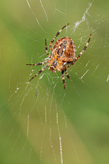 a large cross spider sits in her spider's web and lurks for prey