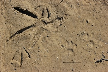 Fährte eines Reihers, einer Gans und einer Wildkatze am Ufer des ausgetrockneten Edersees