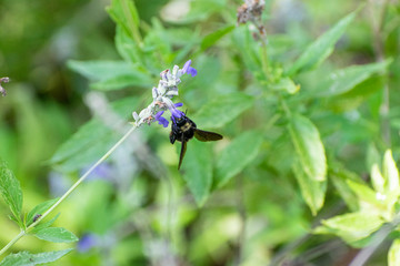 Bumblebee hanging from tiny purple flower