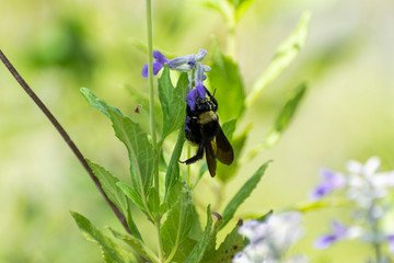 Bumblebee getting nectar from purple flower