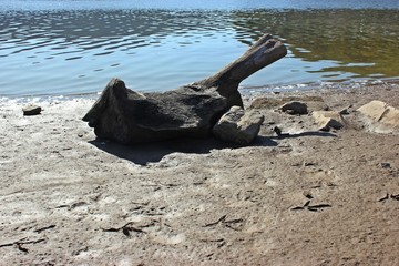 Uralter versunkener Baumstamm im ausgetrockneten Edersee