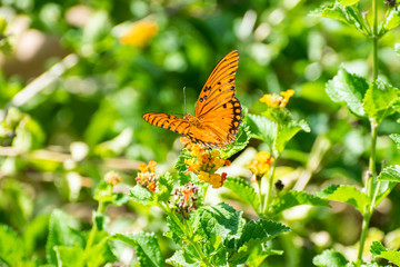 Orange and black butterfly on yellow flower