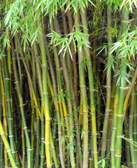 Nature Background of Buddah's Belly Bamboo