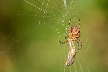 a big cross spider has caught a wasp as prey in its spider web and is now spinning it in