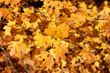 Naklejka na ściany i meble yellowed autumnal leaves
