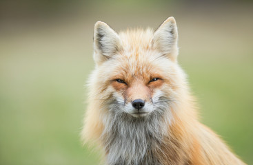 Red fox