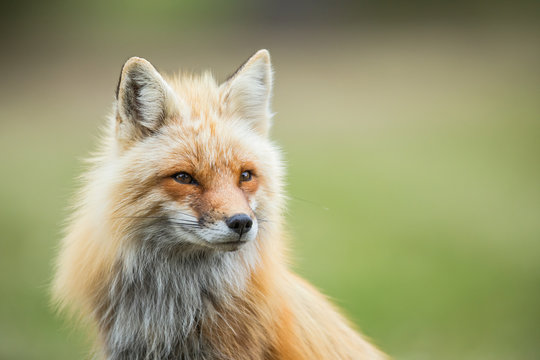 Fototapeta Red fox