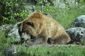 Naklejka na ściany i meble Grizzly bear in the outdoors